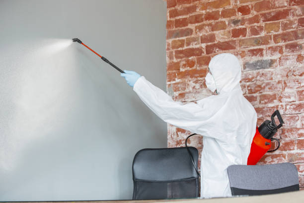 Best Mold Damage Restoration  in Tolleson, AZ