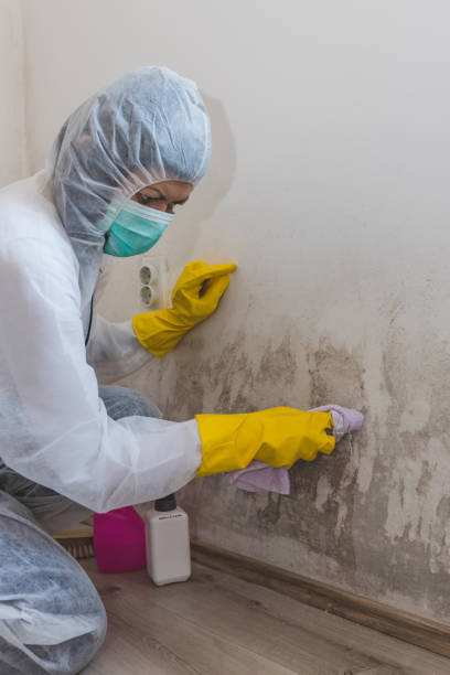 Best Basement Mold Removal  in Tolleson, AZ